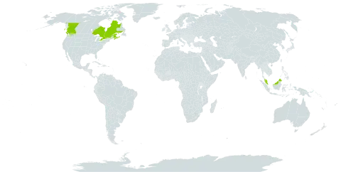 Dichanthelium implicatum world distribution map, present in Åland Islands, Canada, Micronesia (Federated States of), and Malaysia