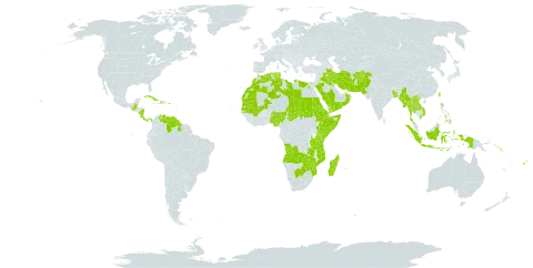 Dichanthium annulatum var. annulatum world distribution map, present in Afghanistan, Angola, Andorra, Bangladesh, Belize, Botswana, Cabo Verde, Costa Rica, Cuba, Djibouti, Dominica, Algeria, Egypt, Eritrea, Ethiopia, Fiji, Guatemala, Guyana, Haiti, Indonesia, Iran (Islamic Republic of), Iraq, Kenya, Kuwait, Lao People's Democratic Republic, Libya, Morocco, Madagascar, Mali, Myanmar, Mozambique, Mauritania, Mauritius, Nigeria, Nicaragua, Nepal, Nauru, Oman, Pakistan, Panama, Philippines, Palau, Puerto Rico, Réunion, Saudi Arabia, Sudan, Senegal, Singapore, Solomon Islands, Somalia, Turks and Caicos Islands, Chad, Thailand, Tonga, Tunisia, Taiwan, Province of China, Tanzania, United Republic of, Venezuela (Bolivarian Republic of), Viet Nam, Yemen, Zambia, and Zimbabwe