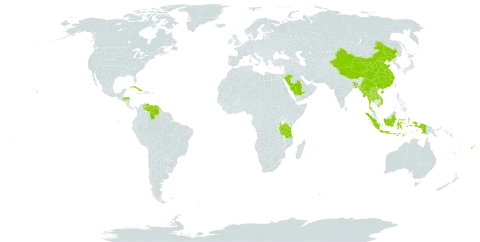 Dichanthium caricosum world distribution map, present in Andorra, Bangladesh, China, Cook Islands, Cuba, Fiji, Honduras, Indonesia, Lao People's Democratic Republic, Myanmar, Mauritius, Nepal, Saudi Arabia, Solomon Islands, Thailand, Tanzania, United Republic of, Venezuela (Bolivarian Republic of), and Viet Nam