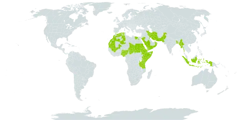 Dichanthium foveolatum world distribution map, present in Bangladesh, Djibouti, Algeria, Egypt, Eritrea, Ethiopia, Indonesia, Iran (Islamic Republic of), Kenya, Kuwait, Morocco, Mali, Myanmar, Mauritania, Nigeria, Oman, Pakistan, Palau, Saudi Arabia, Sudan, Singapore, Somalia, Chad, Tanzania, United Republic of, and Yemen