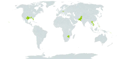 Dichanthium sericeum world distribution map, present in Czech Republic, Lao People's Democratic Republic, Pakistan, Philippines, Solomon Islands, United States of America, Viet Nam, and Zimbabwe