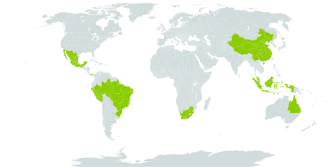 Dichapetalum world distribution map, present in Australia, Bonaire, Sint Eustatius and Saba, Brazil, China, Micronesia (Federated States of), Indonesia, Mexico, Malaysia, Panama, Peru, and South Africa