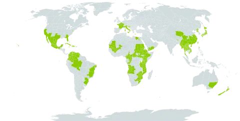 Dichondra micrantha world distribution map, present in Angola, Australia, Bahamas, Brazil, Bhutan, Central African Republic, China, Cameroon, Congo, Colombia, Cuba, Cayman Islands, Dominican Republic, Egypt, Spain, Ethiopia, France, United Kingdom of Great Britain and Northern Ireland, Greece, Croatia, Haiti, Italy, Jamaica, Japan, Kenya, Lao People's Democratic Republic, Mexico, Mali, Myanmar, Mozambique, Mauritania, Mauritius, Malawi, New Zealand, Philippines, Puerto Rico, Korea (Democratic People's Republic of), Portugal, Réunion, Saudi Arabia, Sudan, South Sudan, Thailand, Taiwan, Province of China, Tanzania, United Republic of, Uganda, United States of America, Venezuela (Bolivarian Republic of), Viet Nam, Yemen, South Africa, and Zimbabwe