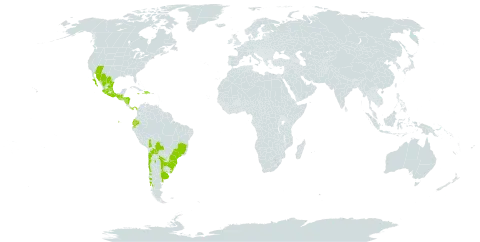 Dichondra sericea world distribution map, present in Argentina, Bolivia (Plurinational State of), Brazil, Chile, Dominican Republic, Ecuador, Guatemala, Honduras, Haiti, Jamaica, Mexico, Nicaragua, Panama, Paraguay, Uruguay, and United States of America