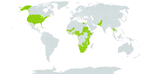 Dichrostachys cinerea subsp. africana world distribution map, present in Angola, Burundi, Botswana, Central African Republic, Cameroon, Comoros, Cabo Verde, Cuba, Egypt, Ethiopia, Ghana, Kenya, Mali, Mozambique, Malawi, Namibia, Nigeria, Pakistan, Rwanda, Sudan, Senegal, Sierra Leone, Togo, Thailand, Tanzania, United Republic of, Uganda, United States of America, South Africa, Zambia, and Zimbabwe