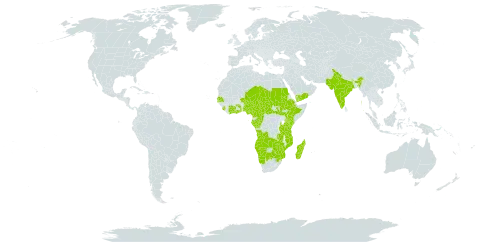 Dicliptera verticillata world distribution map, present in Angola, Burkina Faso, Botswana, Central African Republic, Côte d'Ivoire, Cameroon, Congo, Cabo Verde, Ethiopia, Gabon, Ghana, Gambia, Equatorial Guinea, India, Kenya, Madagascar, Mozambique, Malawi, Namibia, Niger, Nigeria, Pakistan, Sudan, Senegal, Sierra Leone, South Sudan, Sao Tome and Principe, Chad, Togo, Tanzania, United Republic of, Yemen, South Africa, Zambia, and Zimbabwe