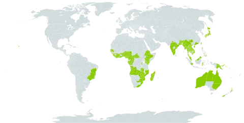 Dicranopteris linearis world distribution map, present in Angola, American Samoa, Australia, Burundi, Benin, Bangladesh, Brazil, Bhutan, Central African Republic, China, Côte d'Ivoire, Cameroon, Congo, Cook Islands, Ethiopia, Fiji, Micronesia (Federated States of), Gabon, Ghana, Guinea, Equatorial Guinea, Guam, Indonesia, India, Japan, Kenya, Cambodia, Lao People's Democratic Republic, Liberia, Sri Lanka, Madagascar, Myanmar, Northern Mariana Islands, Mozambique, Mauritius, Malawi, Malaysia, Nigeria, Nepal, New Zealand, Pitcairn, Philippines, Palau, Papua New Guinea, Réunion, Rwanda, Senegal, Singapore, Sierra Leone, Sao Tome and Principe, eSwatini, Seychelles, Togo, Thailand, Tonga, Taiwan, Province of China, Tanzania, United Republic of, Uganda, United States of America, Viet Nam, Wallis and Futuna, Samoa, South Africa, Zambia, and Zimbabwe