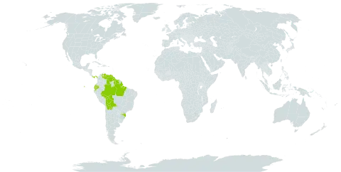 Dictyostega orobanchoides subsp. parviflora world distribution map, present in Bolivia (Plurinational State of), Brazil, Ecuador, Guyana, Panama, Suriname, and Venezuela (Bolivarian Republic of)