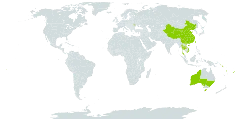 Didymoplexis micradenia world distribution map, present in Australia, China, Fiji, Moldova (Republic of), Solomon Islands, Thailand, Tonga, Taiwan, Province of China, United States of America, Viet Nam, Vanuatu, Wallis and Futuna, and Samoa