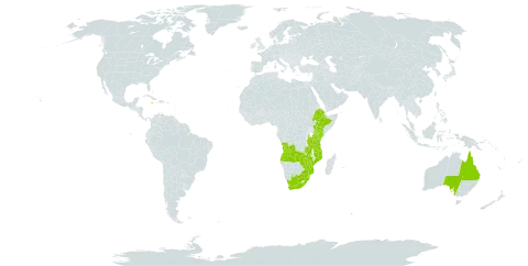 Dietes iridioides world distribution map, present in Angola, Australia, Ethiopia, Jamaica, Kenya, Mozambique, Mauritius, Réunion, eSwatini, Tanzania, United Republic of, Uganda, South Africa, Zambia, and Zimbabwe