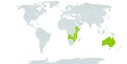 Dietes world distribution map, present in Angola, Australia, Ethiopia, Jamaica, Kenya, Mozambique, Mauritius, Norfolk Island, Réunion, eSwatini, Tanzania, United Republic of, Uganda, Zambia, and Zimbabwe