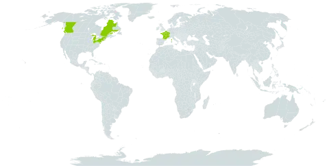 Digitalis lutea world distribution map, present in Canada, France, and United States of America