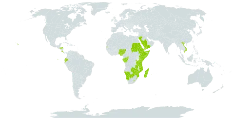 Digitaria abyssinica world distribution map, present in Burkina Faso, Botswana, Congo, Comoros, Costa Rica, Djibouti, Ecuador, Eritrea, Ethiopia, Gabon, Honduras, Kenya, Lesotho, Madagascar, Mozambique, Namibia, Nigeria, Réunion, Rwanda, Saudi Arabia, Sudan, Somalia, eSwatini, Seychelles, Tanzania, United Republic of, Uganda, United States of America, Viet Nam, Yemen, Zambia, and Zimbabwe