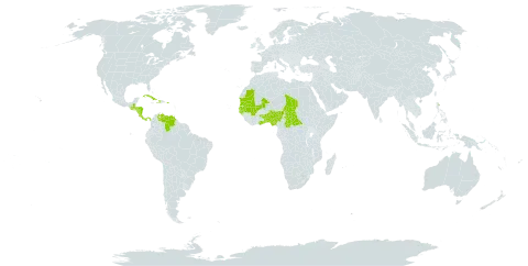 Digitaria argillacea world distribution map, present in Benin, Central African Republic, Costa Rica, Cuba, Dominica, Ghana, Gambia, Guinea-Bissau, Guatemala, Honduras, Haiti, Mali, Mauritania, Nigeria, Nicaragua, Panama, Puerto Rico, Senegal, Chad, Togo, and Venezuela (Bolivarian Republic of)