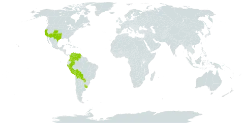 Digitaria californica world distribution map, present in Aruba, Bolivia (Plurinational State of), Colombia, Peru, Paraguay, Uruguay, United States of America, and Venezuela (Bolivarian Republic of)