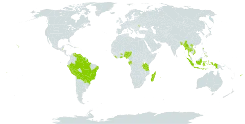 Digitaria fuscescens world distribution map, present in Andorra, Bangladesh, Belize, Bolivia (Plurinational State of), Brazil, Cook Islands, Fiji, Gabon, Ghana, Guyana, Indonesia, Liberia, Moldova (Republic of), Madagascar, Myanmar, Mauritius, Nigeria, Peru, Philippines, Puerto Rico, Paraguay, Réunion, Suriname, Thailand, Tanzania, United Republic of, United States of America, Venezuela (Bolivarian Republic of), Viet Nam, and Samoa