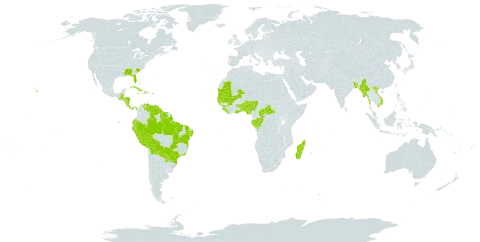 Digitaria horizontalis world distribution map, present in Åland Islands, Benin, Burkina Faso, Bangladesh, Bahamas, Belize, Bermuda, Bolivia (Plurinational State of), Brazil, Central African Republic, Congo, Costa Rica, Cuba, Cayman Islands, Dominica, Ecuador, Gabon, Ghana, Guinea, Gambia, Guinea-Bissau, Guatemala, Guyana, Honduras, Haiti, Jamaica, Liberia, Madagascar, Mali, Myanmar, Mauritania, Mauritius, Nigeria, Nicaragua, Panama, Peru, Puerto Rico, Paraguay, Réunion, Senegal, Sierra Leone, Suriname, Seychelles, Togo, Tonga, United States of America, Venezuela (Bolivarian Republic of), Viet Nam, and Samoa