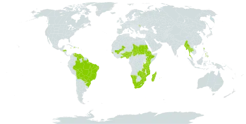 Digitaria nuda world distribution map, present in Benin, Burkina Faso, Bolivia (Plurinational State of), Brazil, Comoros, Dominica, Ethiopia, Ghana, Guinea-Bissau, Guyana, Honduras, Haiti, Jamaica, Kenya, Moldova (Republic of), Madagascar, Mali, Myanmar, Mozambique, Mauritius, Namibia, Nigeria, Philippines, Puerto Rico, Paraguay, Réunion, Sudan, eSwatini, Chad, Togo, Thailand, Tanzania, United Republic of, Uganda, Venezuela (Bolivarian Republic of), South Africa, Zambia, and Zimbabwe