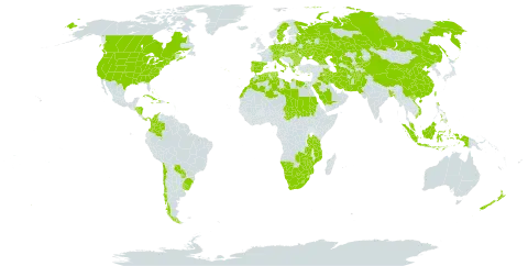 Digitaria sanguinalis world distribution map, present in Afghanistan, Åland Islands, Albania, Andorra, Austria, Burkina Faso, Bangladesh, Bulgaria, Bahamas, Belarus, Bermuda, Brazil, Botswana, Canada, Switzerland, Chile, China, Colombia, Comoros, Cuba, Cyprus, Czech Republic, Germany, Dominica, Algeria, Egypt, Spain, France, Georgia, Greece, Honduras, Haiti, Hungary, Indonesia, Iran (Islamic Republic of), Iraq, Italy, Jamaica, Kazakhstan, Kyrgyzstan, Libya, Lesotho, Morocco, Maldives, Mozambique, Malaysia, Namibia, Norfolk Island, Nicaragua, Netherlands, New Zealand, Pakistan, Panama, Philippines, Palau, Poland, Puerto Rico, Portugal, Paraguay, Romania, Russian Federation, Saudi Arabia, Sudan, Singapore, Sweden, Turks and Caicos Islands, Chad, Turkmenistan, Tunisia, Taiwan, Province of China, Tanzania, United Republic of, Ukraine, Uruguay, United States of America, Uzbekistan, Viet Nam, South Africa, Zambia, and Zimbabwe