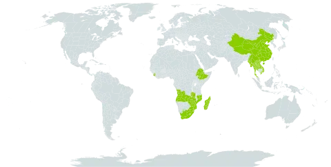 Digitaria setifolia world distribution map, present in Angola, Andorra, China, Ethiopia, Lao People's Democratic Republic, Lesotho, Madagascar, Myanmar, Mozambique, Sierra Leone, eSwatini, Thailand, Viet Nam, South Africa, Zambia, and Zimbabwe