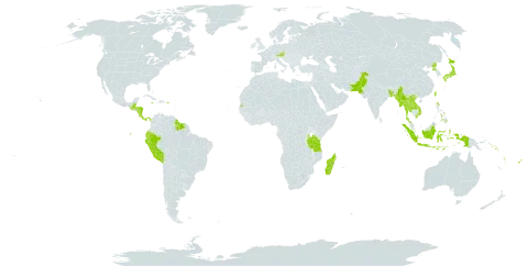 Digitaria setigera var. setigera world distribution map, present in Andorra, Austria, Bangladesh, Belize, Cook Islands, Costa Rica, Cayman Islands, Ecuador, Fiji, Guatemala, Guyana, Honduras, Indonesia, Jamaica, Japan, Lao People's Democratic Republic, Madagascar, Myanmar, Mauritius, Norfolk Island, Nicaragua, Nepal, Nauru, Pakistan, Panama, Pitcairn, Peru, Philippines, Puerto Rico, Korea (Democratic People's Republic of), Réunion, Solomon Islands, Suriname, Seychelles, Thailand, Tokelau, Tonga, Taiwan, Province of China, Tanzania, United Republic of, Viet Nam, Vanuatu, Wallis and Futuna, and Samoa