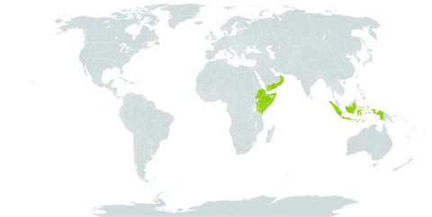 Dignathia hirtella world distribution map, present in Ethiopia, Indonesia, Kenya, Oman, Somalia, and Yemen