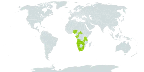 Diheteropogon filifolius world distribution map, present in Angola, Central African Republic, Congo, Gabon, Lesotho, Namibia, Nigeria, eSwatini, Tanzania, United Republic of, South Africa, Zambia, and Zimbabwe