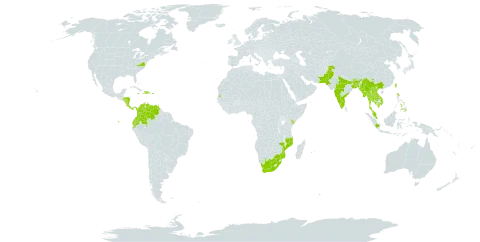 Dillenia indica world distribution map, present in Bangladesh, Brunei Darussalam, Bhutan, China, Colombia, Costa Rica, Dominican Republic, Ecuador, Micronesia (Federated States of), Honduras, Haiti, Indonesia, India, Iceland, Jamaica, Kenya, Cambodia, Lao People's Democratic Republic, Sri Lanka, Myanmar, Mozambique, Mauritius, Malaysia, Nicaragua, Nepal, Pakistan, Panama, Philippines, Puerto Rico, Réunion, Singapore, Sao Tome and Principe, Seychelles, Thailand, Trinidad and Tobago, Taiwan, Province of China, United States of America, Venezuela (Bolivarian Republic of), Viet Nam, and South Africa