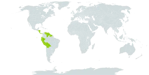 Dimerocostus world distribution map, present in Bolivia (Plurinational State of), Costa Rica, Ecuador, Guyana, Honduras, Nicaragua, Panama, Peru, Suriname, and Venezuela (Bolivarian Republic of)