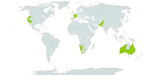 Dimorphotheca sinuata world distribution map, present in Australia, France, Namibia, Pakistan, United States of America, and South Africa