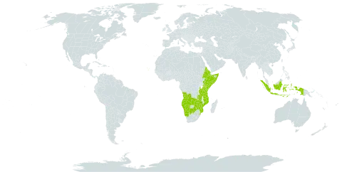 Dinebra retroflexa var. condensata world distribution map, present in Angola, Burkina Faso, Botswana, Cabo Verde, Eritrea, Ethiopia, Indonesia, Kenya, Mozambique, Namibia, Somalia, eSwatini, Tanzania, United Republic of, Uganda, Zambia, and Zimbabwe