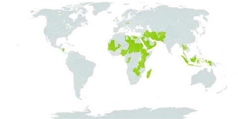 Dinebra retroflexa var. retroflexa world distribution map, present in Afghanistan, Andorra, Congo, Czech Republic, Djibouti, Egypt, Ethiopia, Indonesia, Iran (Islamic Republic of), Iraq, Kenya, Kuwait, Libya, Madagascar, Mali, Mauritania, Mauritius, Nigeria, Nicaragua, Oman, Pakistan, Palau, Réunion, Saudi Arabia, Sudan, Senegal, Singapore, Chad, Thailand, Tanzania, United Republic of, Yemen, Zambia, and Zimbabwe