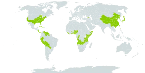 Diodia world distribution map, present in Angola, Åland Islands, Bolivia (Plurinational State of), China, Congo, Costa Rica, Cuba, Dominica, Georgia, Ghana, Guyana, Haiti, Jamaica, Japan, Kenya, Liberia, Nigeria, Nicaragua, Panama, Peru, Puerto Rico, Korea (Democratic People's Republic of), Paraguay, Sierra Leone, Somalia, Taiwan, Province of China, Tanzania, United Republic of, United States of America, Venezuela (Bolivarian Republic of), and Zambia