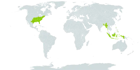 Dioscorea oppositifolia world distribution map, present in Bangladesh, Hong Kong, Indonesia, Myanmar, Philippines, and United States of America