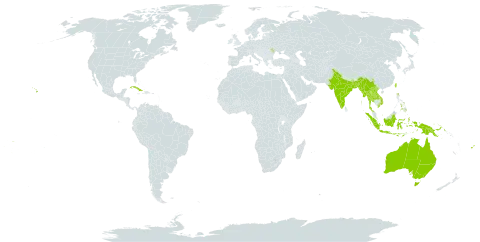 Dioscorea pentaphylla world distribution map, present in Andorra, Australia, Bangladesh, China, Cook Islands, Cuba, Fiji, Indonesia, India, Lao People's Democratic Republic, Moldova (Republic of), Maldives, Myanmar, Malaysia, Nepal, Philippines, Papua New Guinea, Thailand, Tonga, Taiwan, Province of China, United States of America, Viet Nam, Wallis and Futuna, and Samoa