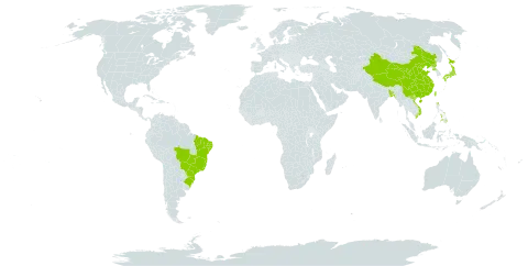 Diospyros kaki world distribution map, present in Bangladesh, Brazil, China, Japan, Philippines, Korea (Democratic People's Republic of), Taiwan, Province of China, and Viet Nam