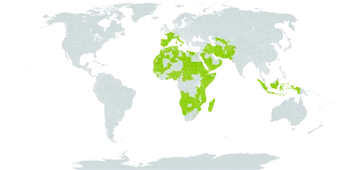 Dipcadi world distribution map, present in Afghanistan, Angola, Benin, Burkina Faso, Botswana, Central African Republic, Djibouti, Algeria, Egypt, Eritrea, Spain, Ethiopia, France, Ghana, Guinea, Gambia, Guinea-Bissau, Indonesia, Iran (Islamic Republic of), Iraq, Italy, Kenya, Kuwait, Libya, Lesotho, Morocco, Madagascar, Mali, Mozambique, Mauritania, Namibia, Nigeria, Nepal, Oman, Pakistan, Palau, Portugal, Rwanda, Saudi Arabia, Sudan, Senegal, Singapore, Sierra Leone, Somalia, eSwatini, Chad, Togo, Tunisia, Tanzania, United Republic of, Uganda, Uzbekistan, Yemen, Zambia, and Zimbabwe