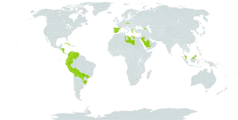 Diplachne fusca subsp. uninervia world distribution map, present in Åland Islands, Bahamas, Belize, Bolivia (Plurinational State of), Brazil, Colombia, Costa Rica, Cuba, Czech Republic, Ecuador, Spain, Georgia, Greece, Honduras, Jamaica, Libya, Malaysia, Nicaragua, Peru, Palau, Puerto Rico, Paraguay, Saudi Arabia, and Venezuela (Bolivarian Republic of)