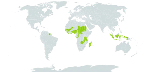 Diplacrum africanum world distribution map, present in Benin, Central African Republic, Congo, Ghana, Guinea, Guinea-Bissau, Indonesia, Liberia, Madagascar, Mali, Nigeria, Sudan, Senegal, Sierra Leone, Suriname, Chad, Togo, Tanzania, United Republic of, Uganda, and Zambia