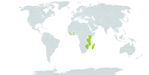 Diplazium nemorale world distribution map, present in Ghana, Guinea, Equatorial Guinea, Kenya, Liberia, Madagascar, Mozambique, Malawi, Sierra Leone, Sao Tome and Principe, Tanzania, United Republic of, and Zimbabwe