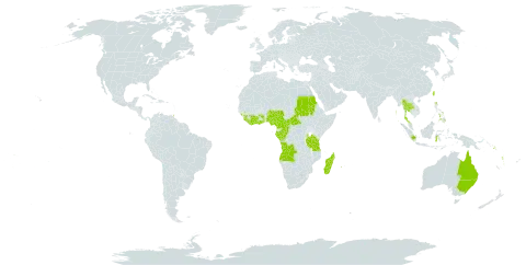 Diplazium proliferum world distribution map, present in Angola, American Samoa, Australia, Central African Republic, Côte d'Ivoire, Cameroon, Congo, Comoros, Gabon, Ghana, Guinea, Equatorial Guinea, Indonesia, India, Liberia, Madagascar, Mauritius, Malaysia, Mayotte, Nigeria, Niue, Philippines, Papua New Guinea, Réunion, Sudan, Saint Helena, Ascension and Tristan da Cunha, Solomon Islands, Sierra Leone, Sao Tome and Principe, Togo, Thailand, Tonga, Trinidad and Tobago, Taiwan, Province of China, Tanzania, United Republic of, Uganda, Vanuatu, and Samoa