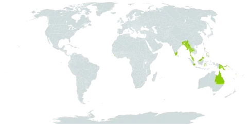 Diplazium sylvaticum world distribution map, present in American Samoa, Australia, Bangladesh, Indonesia, India, Sri Lanka, Myanmar, Northern Mariana Islands, Mauritius, Malaysia, Philippines, Papua New Guinea, Thailand, United States of America, Vanuatu, and Samoa