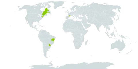 Diplotaxis erucoides world distribution map, present in Brazil, Canada, France, and United States of America