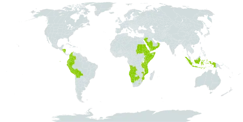 Disakisperma world distribution map, present in Angola, Burkina Faso, Bolivia (Plurinational State of), Botswana, Colombia, Djibouti, Ecuador, Eritrea, Ethiopia, Honduras, Indonesia, Kenya, Lesotho, Mozambique, Namibia, Nicaragua, Oman, Peru, Saudi Arabia, Sudan, Somalia, eSwatini, Tanzania, United Republic of, Uganda, and Yemen