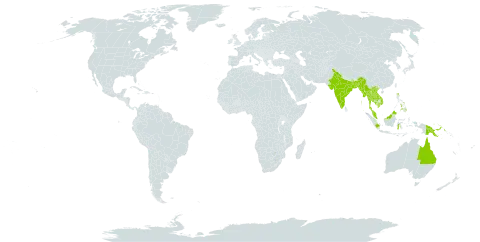 Dischidia major world distribution map, present in Australia, Bangladesh, Indonesia, India, Cambodia, Lao People's Democratic Republic, Myanmar, Malaysia, Philippines, Papua New Guinea, Singapore, Thailand, and Viet Nam