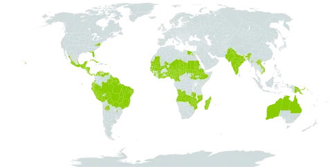 Distimake aegyptius world distribution map, present in Angola, Argentina, Antigua and Barbuda, Australia, Benin, Bonaire, Sint Eustatius and Saba, Burkina Faso, Bahamas, Belize, Bolivia (Plurinational State of), Brazil, Barbados, Côte d'Ivoire, Cameroon, Colombia, Cabo Verde, Costa Rica, Cuba, Dominica, Ecuador, Egypt, Ethiopia, Ghana, Guinea, Guadeloupe, Gambia, Guinea-Bissau, Grenada, Guatemala, French Guiana, Guam, Guyana, Honduras, India, Jamaica, Lao People's Democratic Republic, Saint Lucia, Madagascar, Mexico, Mali, Myanmar, Mozambique, Mauritania, Montserrat, Martinique, Mauritius, Niger, Nigeria, Nicaragua, Pakistan, Panama, Peru, Papua New Guinea, Puerto Rico, Paraguay, Réunion, Sudan, Senegal, Sierra Leone, South Sudan, Sao Tome and Principe, Suriname, Chad, Togo, Trinidad and Tobago, United States of America, Venezuela (Bolivarian Republic of), Viet Nam, Zambia, and Zimbabwe