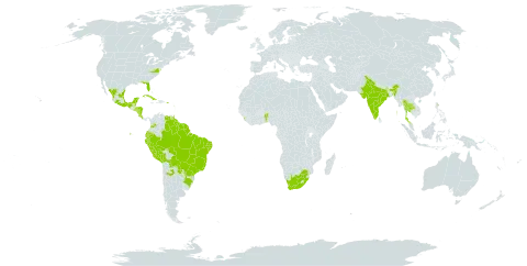 Distimake cissoides world distribution map, present in Argentina, Antigua and Barbuda, Benin, Belize, Bolivia (Plurinational State of), Brazil, Colombia, Costa Rica, Cuba, Ecuador, Guadeloupe, French Guiana, Guyana, Honduras, India, Sri Lanka, Mexico, Nicaragua, Peru, Puerto Rico, Paraguay, El Salvador, Suriname, Thailand, Trinidad and Tobago, United States of America, Venezuela (Bolivarian Republic of), and South Africa