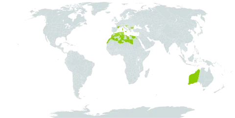 Dittrichia viscosa subsp. viscosa world distribution map, present in Albania, Australia, Bulgaria, Algeria, Egypt, Spain, France, Gibraltar, Croatia, Italy, Libya, Morocco, Malta, Portugal, Slovenia, and Tunisia