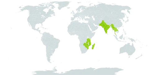 Dombeya acutangula world distribution map, present in India, Lao People's Democratic Republic, Madagascar, Myanmar, Mozambique, Mauritius, Malawi, Pakistan, Réunion, Thailand, Tanzania, United Republic of, Zambia, and Zimbabwe