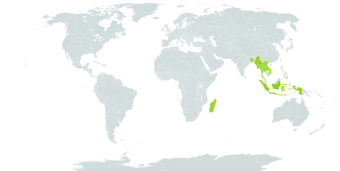 Donella lanceolata world distribution map, present in Bangladesh, Indonesia, Lao People's Democratic Republic, Madagascar, Myanmar, Philippines, Solomon Islands, Thailand, and Viet Nam